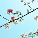 봄 Daum카페