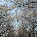 4월7일(일요)한강둔치 선유도&안양천 벚꽃트레킹 이미지