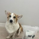 바오도그 이미지