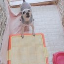 모모 애견미용 이미지