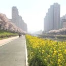 부산온천천=위에는 벚꽃, 아래는 유채꽃~지금 절정, 5.65km=2중 꽃길’로 유명 이미지