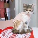 우리고양이 이미지