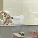 코코 반려견미용실 | 코코도 미용하고 행복하구나?(송파 애견미용실 소프티)