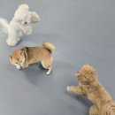 매일행복하개 이미지