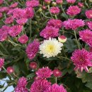 (주)신정시장 이미지