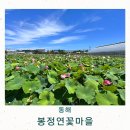 지에스25 연꽃마을점 | 강원도 동해 여름 여행지 연꽃축제 봉정연꽃마을
