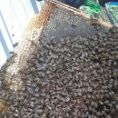 10월 넷째주(10. 24~10. 30) 소망농장의 꿀벌관리 이미지