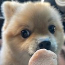 오늘뿐이개 이미지