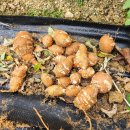 천상 농장 이미지