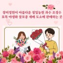 반석농장 | 장미 정원이 아름다운 청일 농원 과수 조경수 야생화 꽃모종 꽃나무 묘목 재배 도소매 판매하는 곳