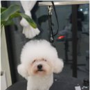 솜뭉치 이미지