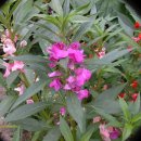 봉선화 [鳳仙花, Garden Balsam] 이미지