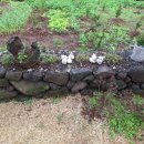 선흘하루 이미지