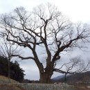 영풍 단촌리 느티나무 이미지