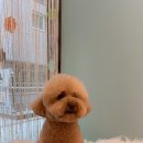 흰둥이네 애견샵 네이버블로그