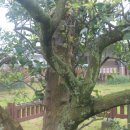 제주 도련동 귤나무류 이미지