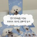 한일프라자 앞 횡단보도 | 안산 반려동물 사진관 모푸모푸 스튜디오 증멍사진 후기