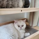 미미캣살롱&고양이호텔 이미지