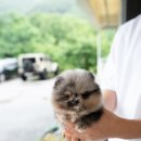 큐티퍼피 이미지