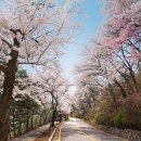 힐 스프링 이미지