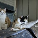 다다그루밍 이미지