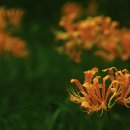 송씨네농장 이미지