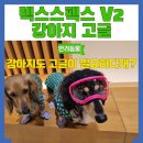 렉스코리아 | 강아지 고글 추천 렉스스펙스 V2 내돈내산 사용후기