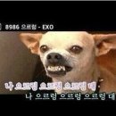 으르렁대 이미지