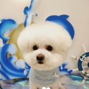 멍멍그루밍 이미지