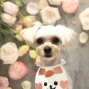 애견아롬샵 네이버블로그