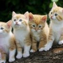 이쁜냥이 이미지