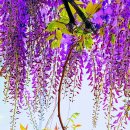 선화세탁소 이미지