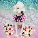 핫독애견 이미지