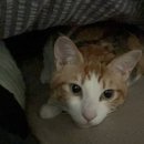 오씨주택 이미지