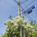 우체국 이팝나무 이미지