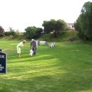 인천 경제자유구역에서는 선진국의 테마파크 공원인 도그 파크(Dog Park) 시스템을 도입하기로 했다고 합니다. 이미지