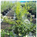 등불농장 이미지