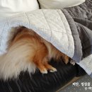 포미세탁소