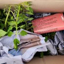 청년모종 이미지