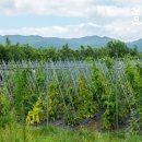 조미경농장 이미지