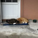 서귀고양이 이미지