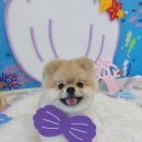 내사랑 강아지 이미지