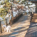 라온애견펜션 이미지