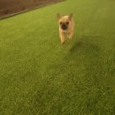 댕댕학당 이미지