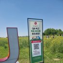 부여세도 방울토마토 유채꽃축제 방문 후기