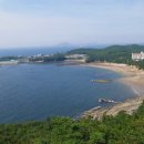 채석강후박나무