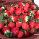 김태하 농장 이미지