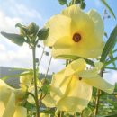 여리약국 이미지