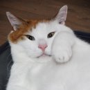 대관령가축병원 이미지