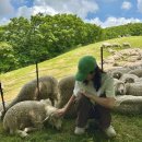 매음목장 | 강원도 평창 가볼만한곳 : 대관령양떼목장 : 할인 방문 시간 팁